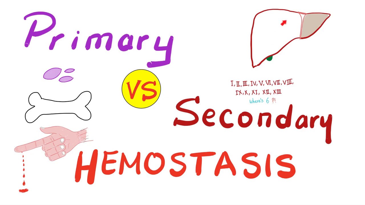 Primary vs. Secondary Hemostasis - Blood Clotting (Coagulation) - Hematology
