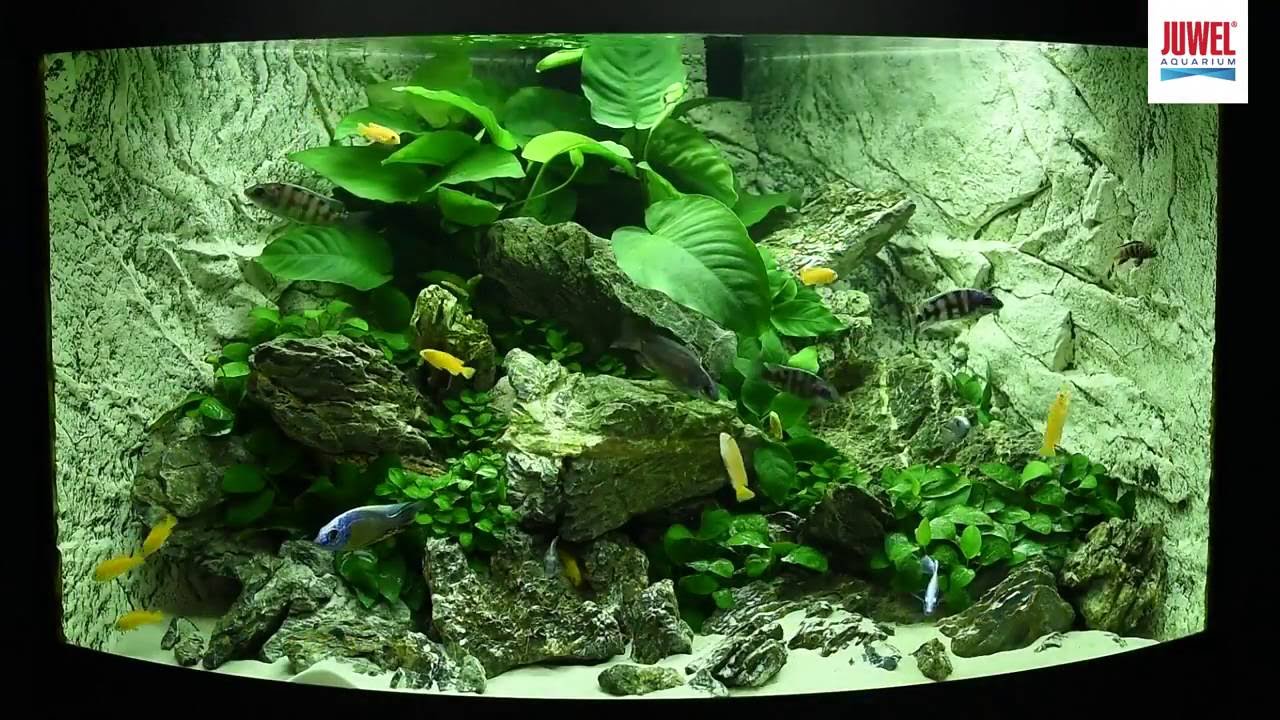 Akwarium Juwel Trigon 190 z 