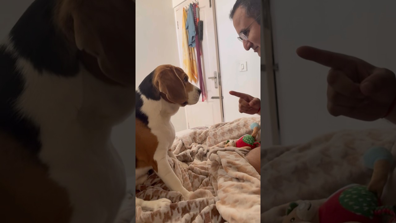 From Ruff Play to Gentle Paws🐶🐾