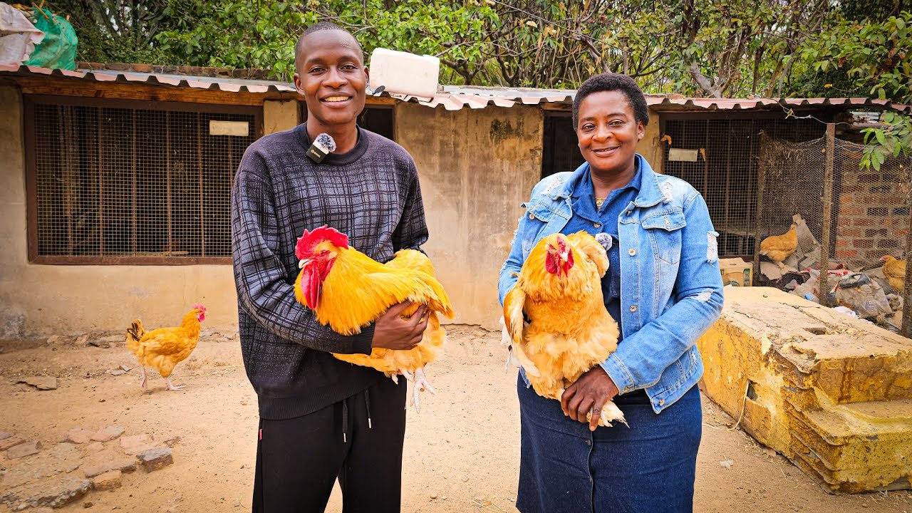 How She is making thousands of Dollars through Farming and Animal Husbandry in Zimbabwe Africa