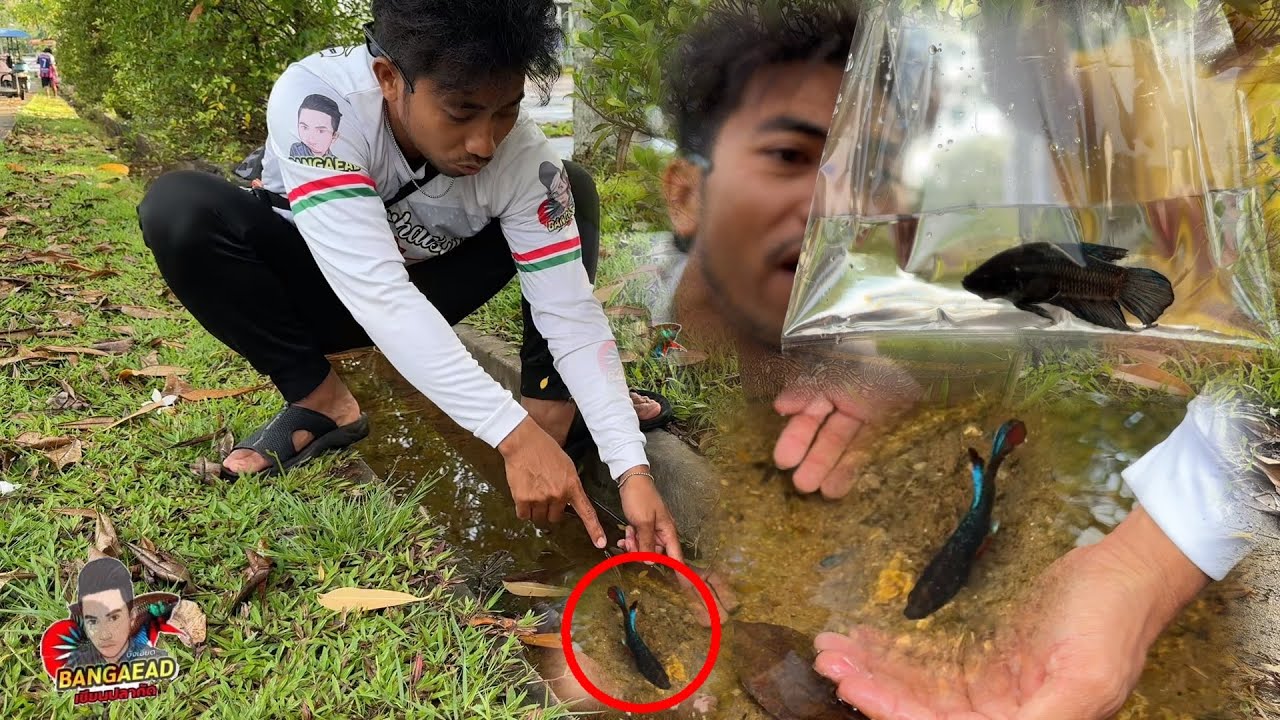 จับปลากัดในโรงเรียน ได้ปลากัดแปลกใหญ่มาก!!