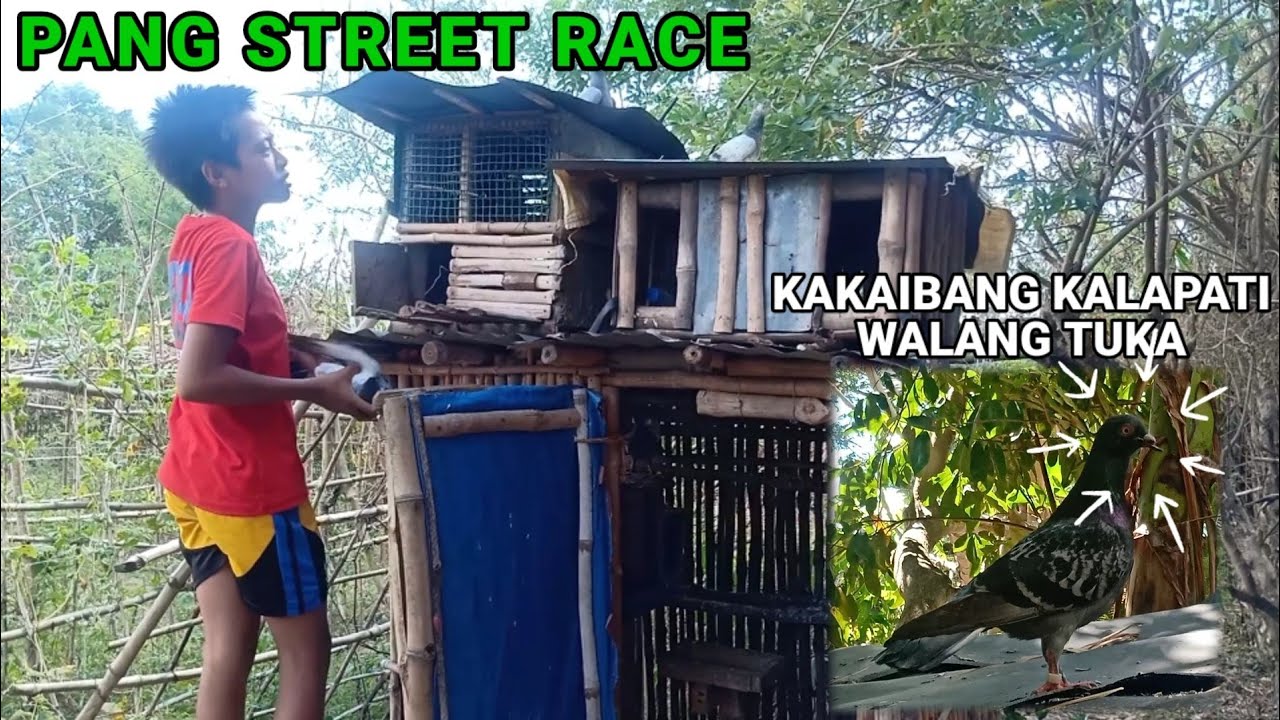 BATANG FANCIER NG RAMOS TARLAC MAY KAKAIBANG KALAPATI