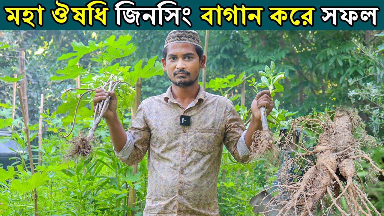 কোরিয়ান জিনসেং বাগান।মহা ঔষধি জিনসেং বাগান করে সফল নরসিংদী উদ্যোক্তা ফারুখ।