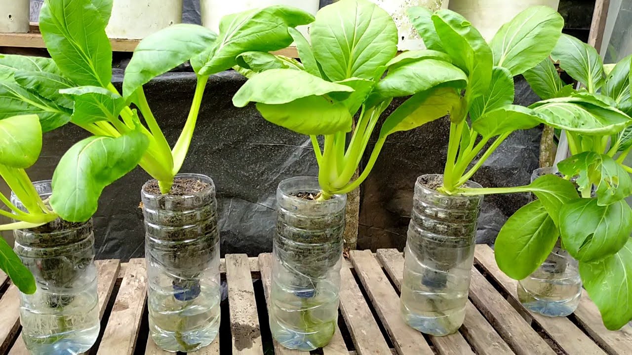 Ide Kreatif ✅ Menanam Sawi di Botol Aqua Tanpa Menyiram