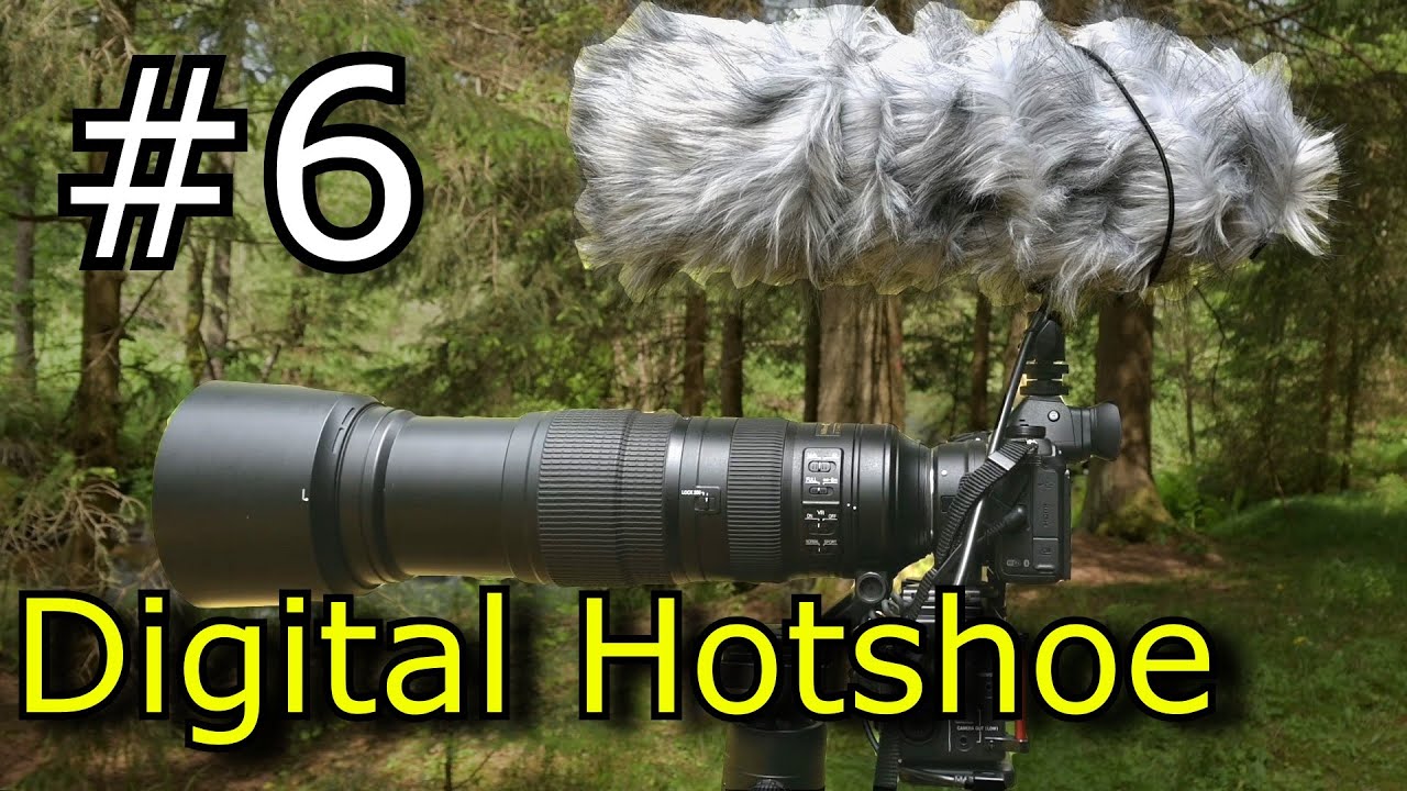 Digital Hotshoe to avoid internal preamp - part 06 - Camera Gear for Wildlife Filming