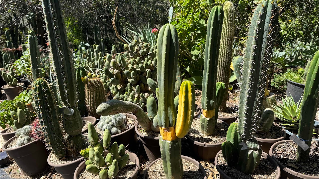 WHY GRAFT CACTUS ? Grafting cacti !