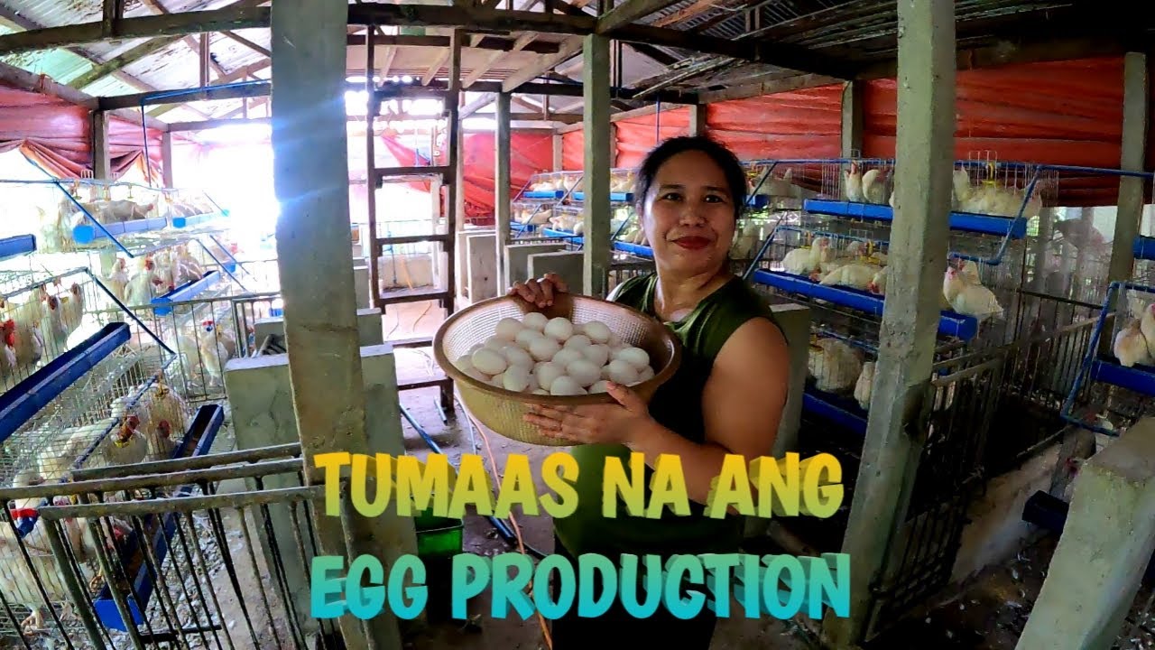 4 WEEKS NG ATING LAYER CHICKEN | TERZAGHI TV