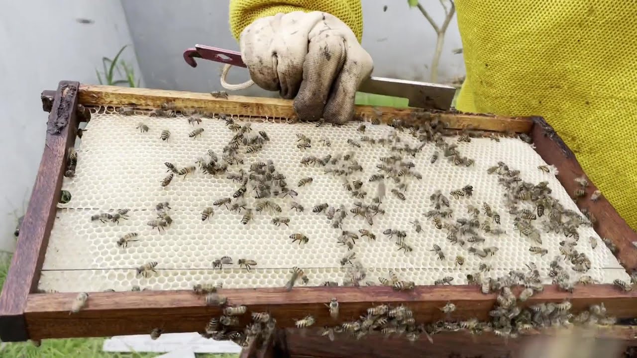 RESULTADO da alimentação da colmeia 48 horas depois (+ uma SUPER dica)