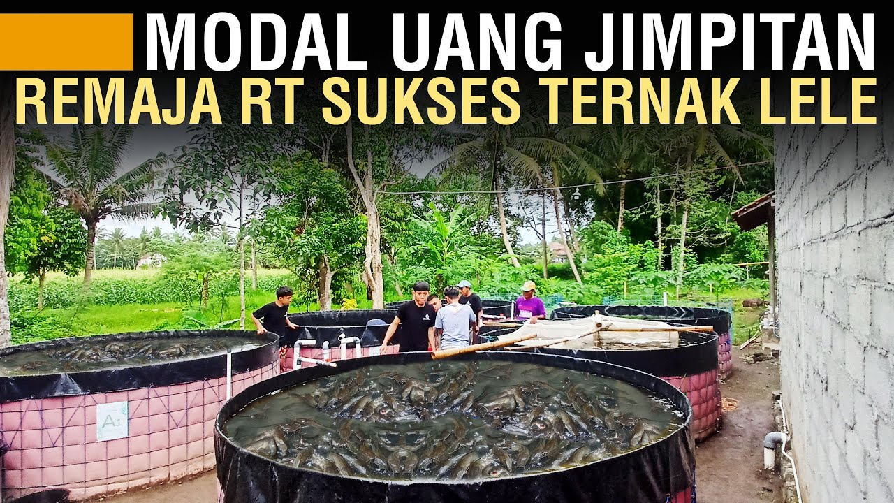 REMAJA RT SUKSES TERNAK LELE FULL PELET UNTUNG BERSIH 1 JUTA / KOLAM