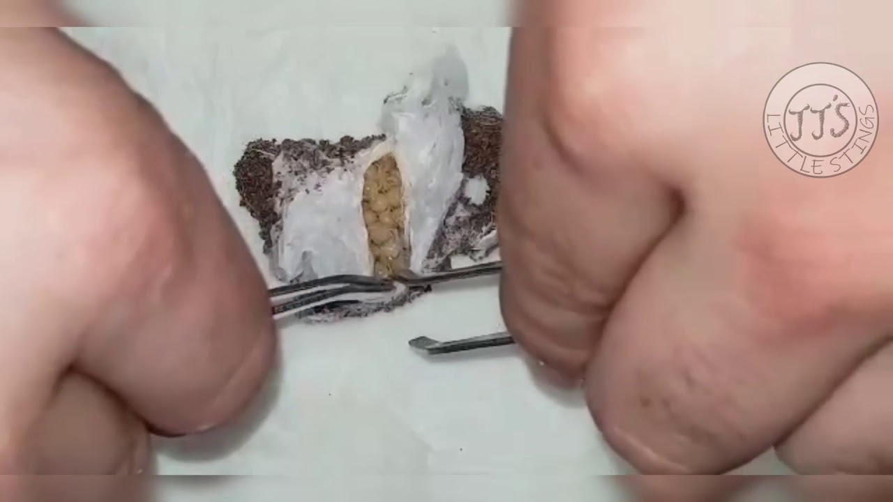 Australian old world tarantula  egg sac opening (Phlogius Lakeland  Strennus)