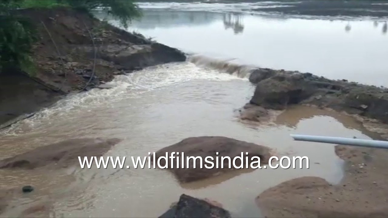 Hyderabad flood and landslides: Cattle carcass outside destroyed shed, eroded road