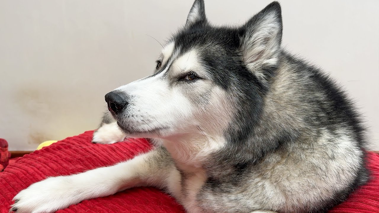 Something’s Not Right With My Husky!