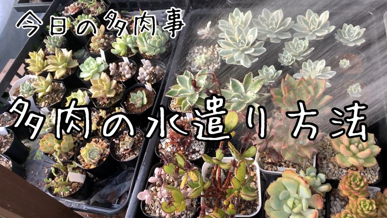 【今日の多肉事】夏の管理　多肉の水遣りの仕方