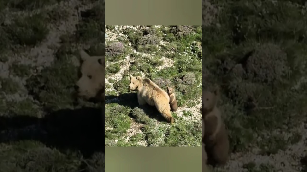&ccedil;oban  ayı koyunu yiyor dedi bende hemen dronu u&ccedil;urdum