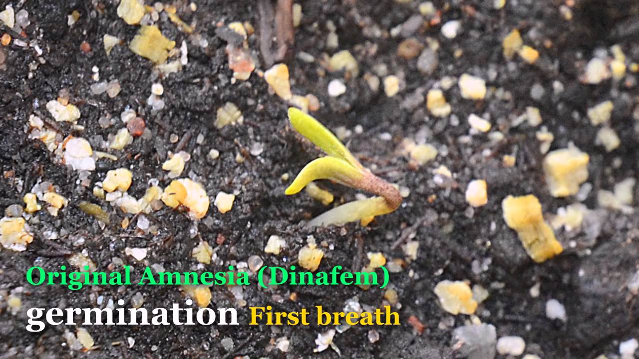 first day of life - original amnesia from dinafem