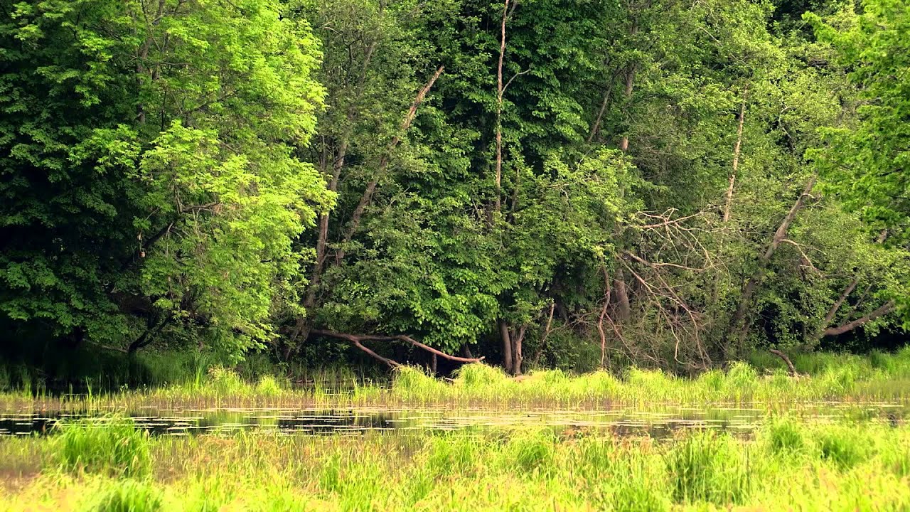 Gauja National park