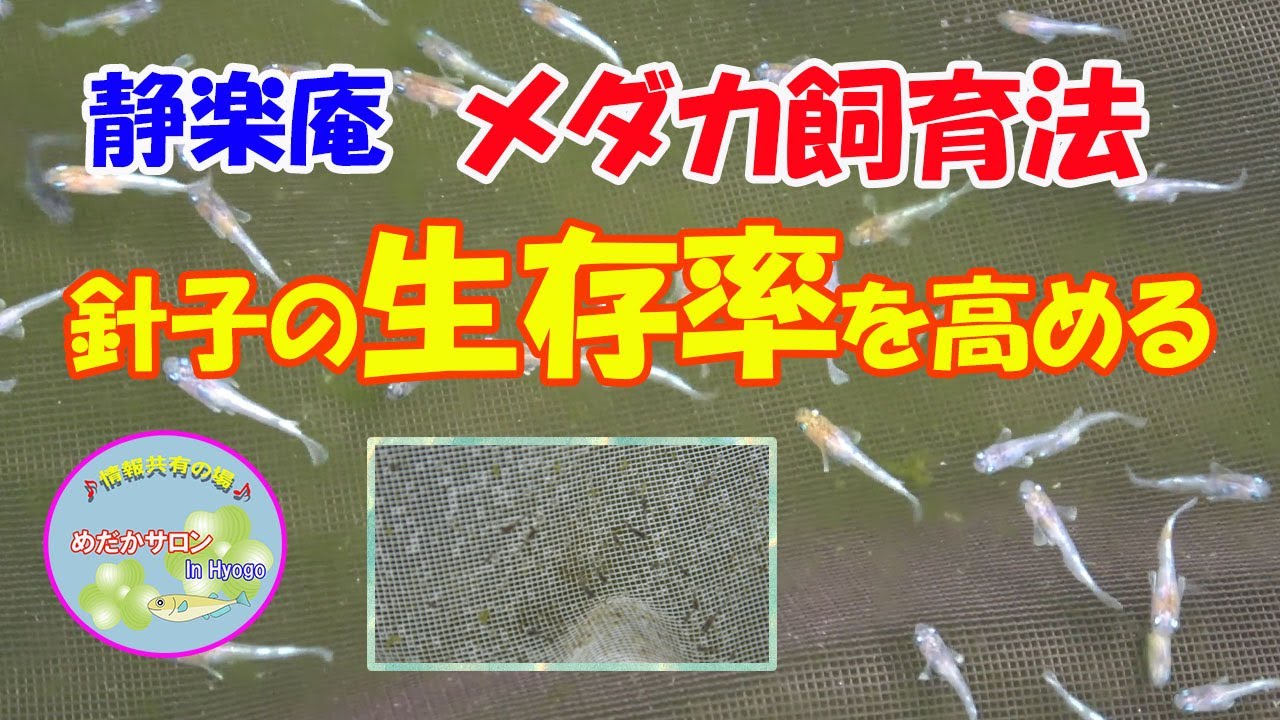第55回 静楽庵【針子の生存率を高めるには】
