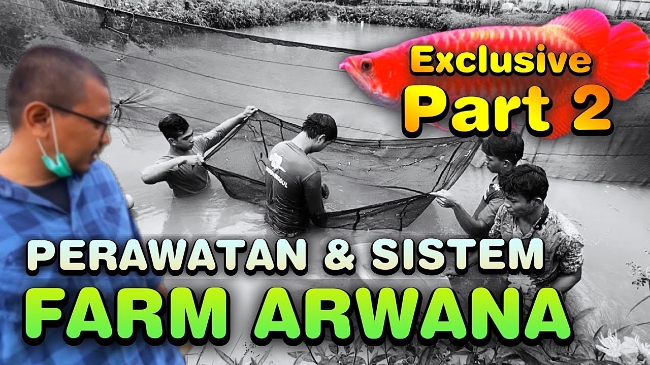 FILTRASI FARM ARWANA SUPER RED / GOLDEN - IKAN PREDATOR RIAU PART #2