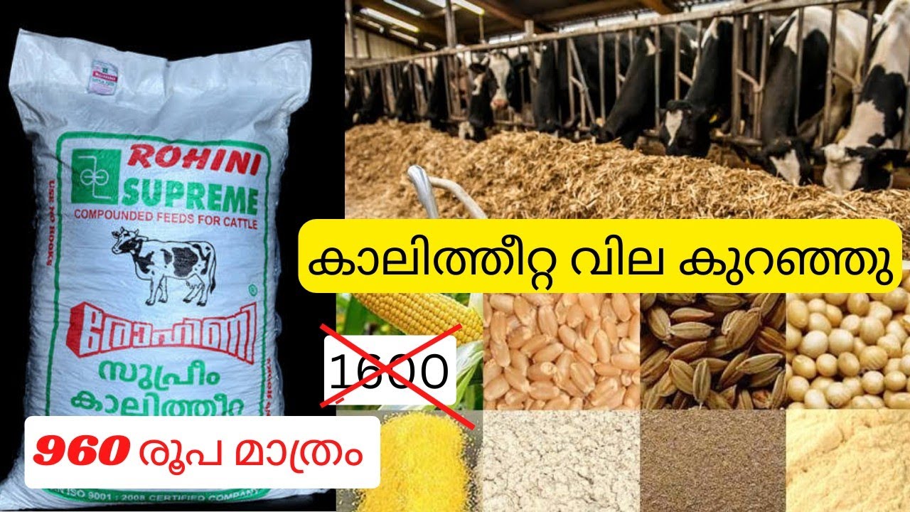 ഫാക്ടറിയിൽ നിന്നും നേരിട്ട് യൂറിയ ഇല്ലാത്ത കാലിത്തീറ്റ സബ്‌സിഡി നിരക്കിൽ വാങ്ങാം|Cattle Feed Sale