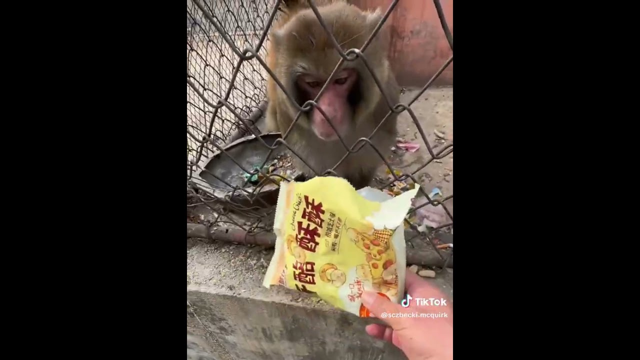 monos enojados 😱🤣  