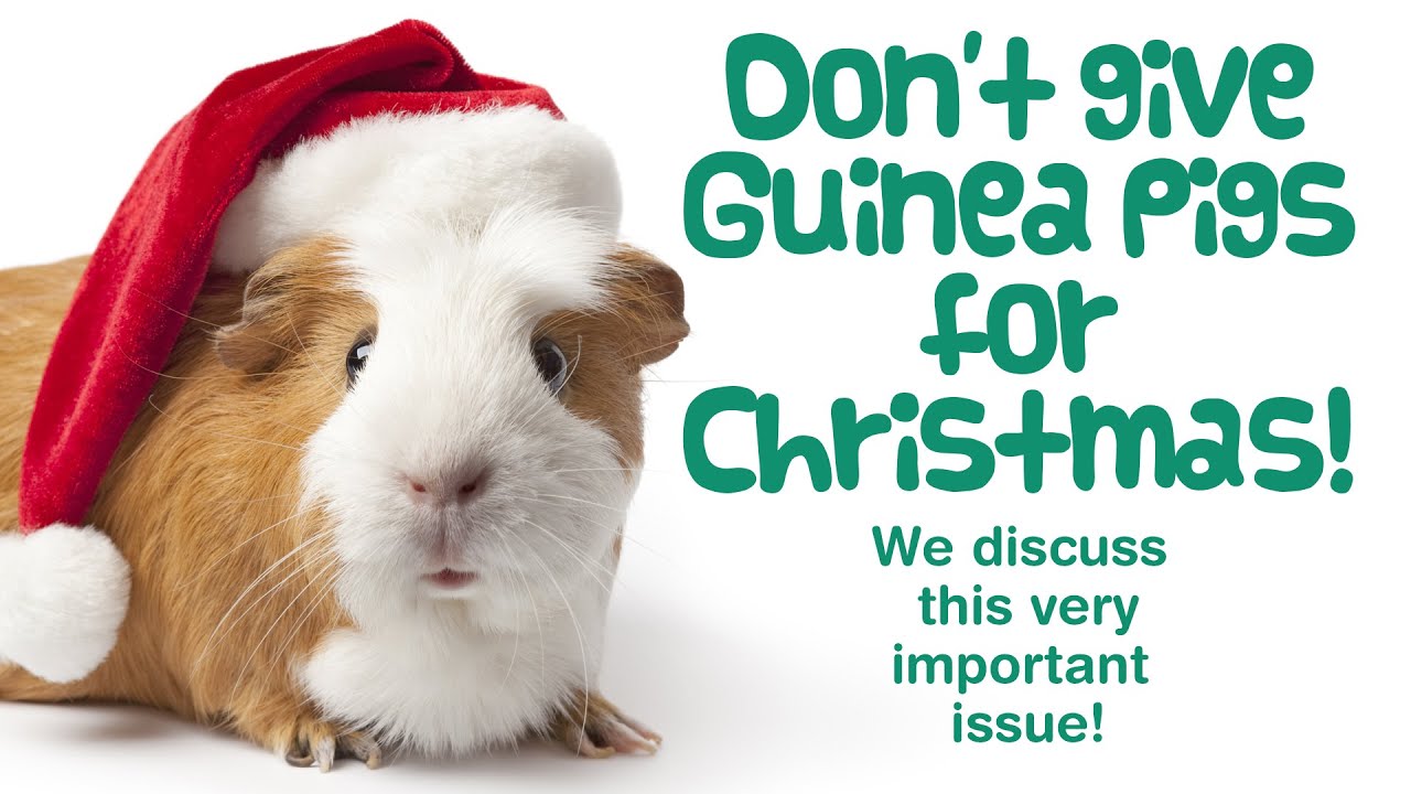 9 Reasons Why GUINEA PIGS Make BAD Christmas Gifts | DON’T Buy Guinea Pigs for Christmas!