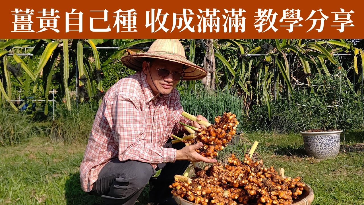 薑黃種植教學分享 | 阿星種植