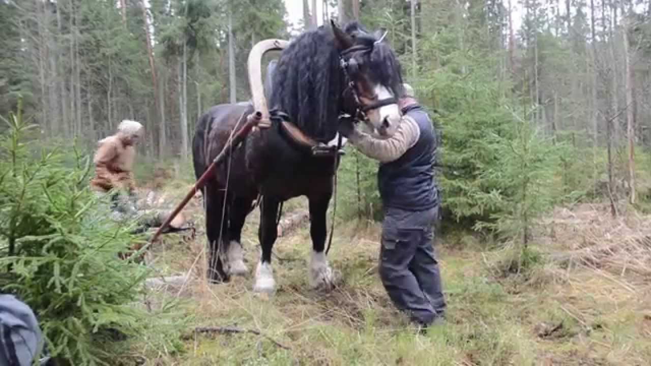 Lahemaa hobup&auml;ev, 07.03.2015