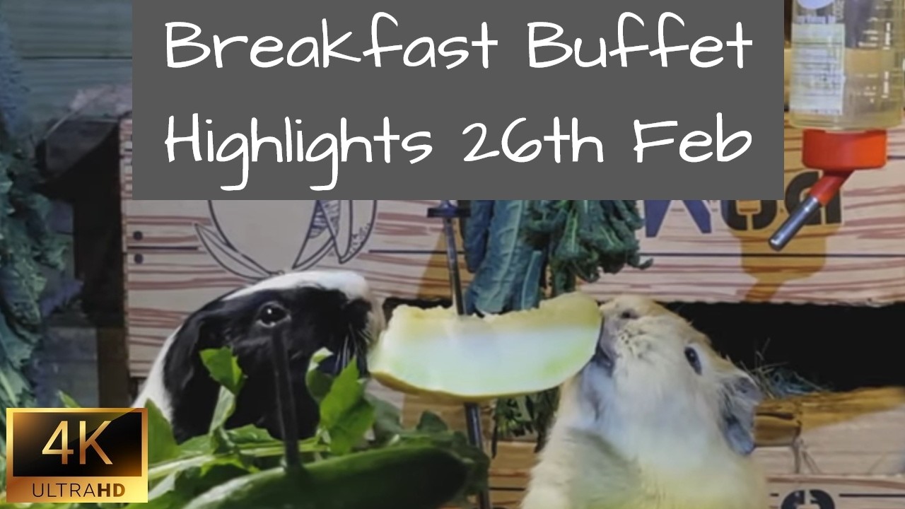 Guinea Pigs | Breakfast Buffet Highlights