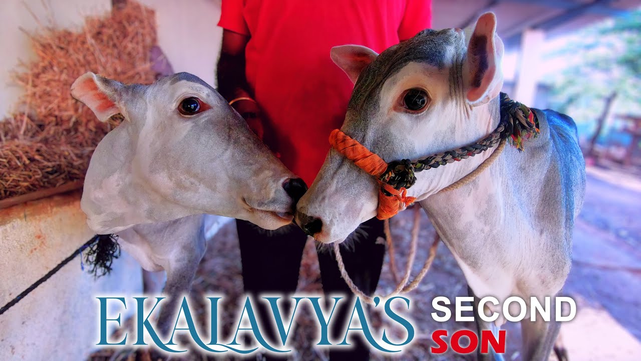 Hallikar Bull Ekalavya's SECOND Son at Varthur Santhosh Cattle Farm in Bangalore | Farmers Market
