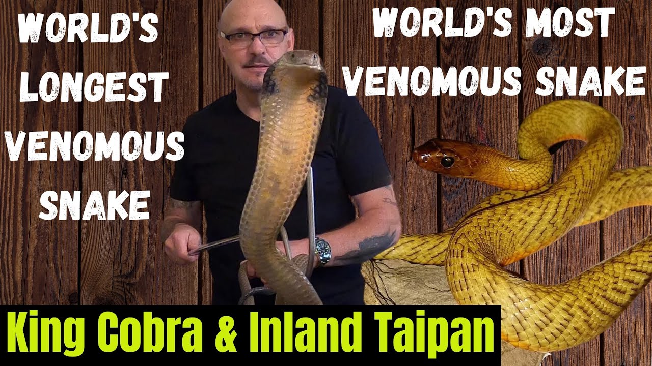 King Cobra vs Inland Taipan: The World's Most Venomous Snakes