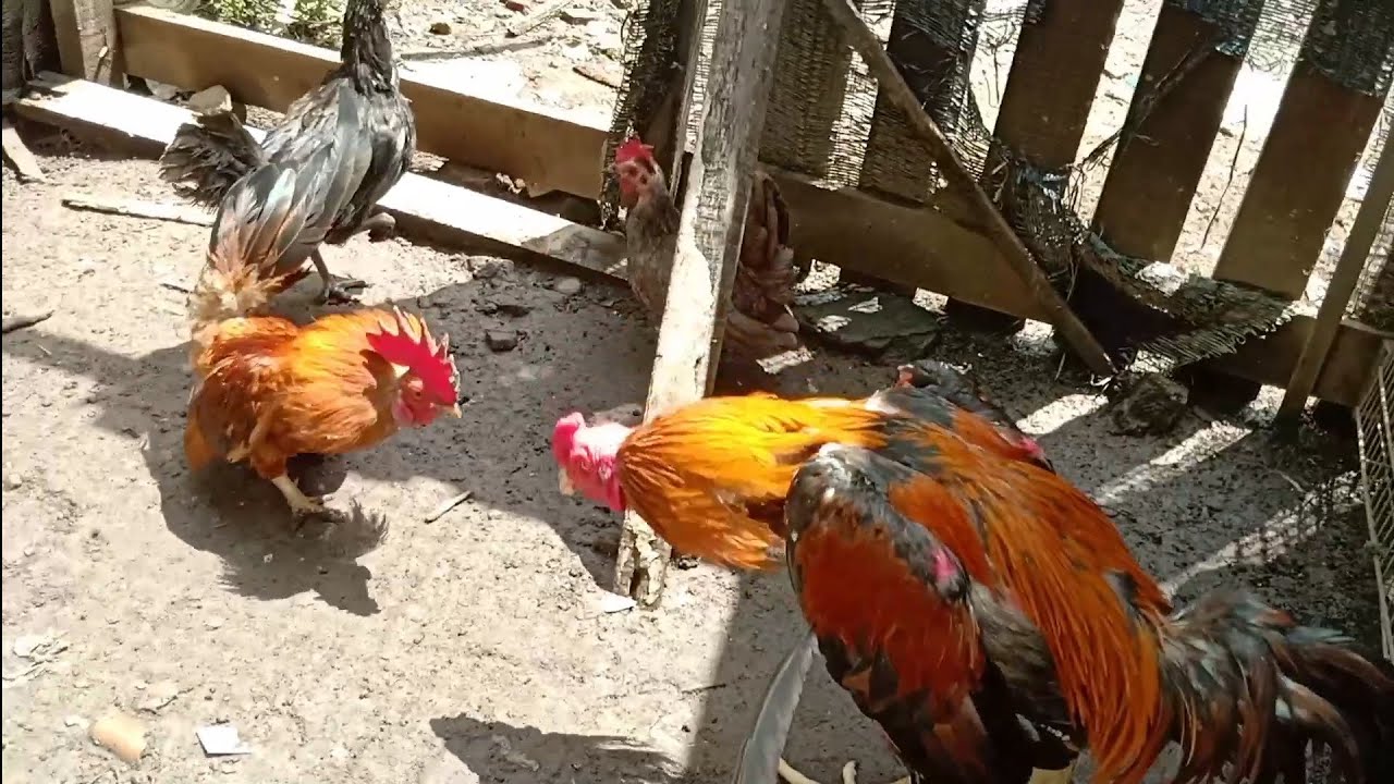 大きな鶏が彼らの檻の中に入ってきた