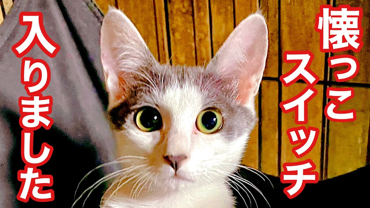シャーシャー保護子猫 ついに懐っこスイッチ入る!