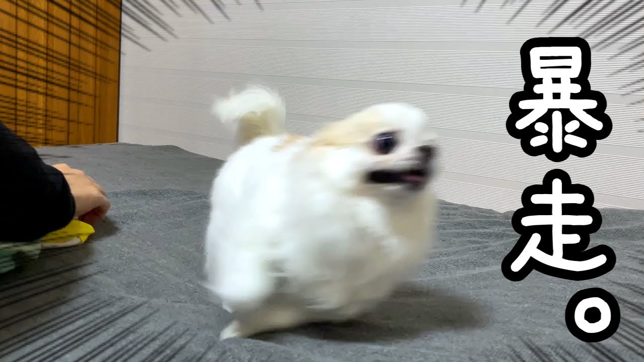 着替えさせようとしたらチワワが暴走した。