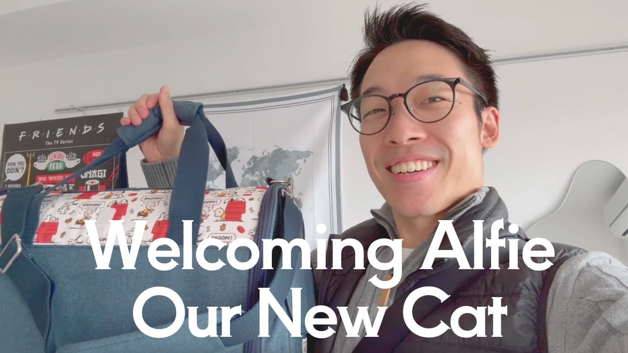 Welcoming a new family member - Alfie, our new cat!