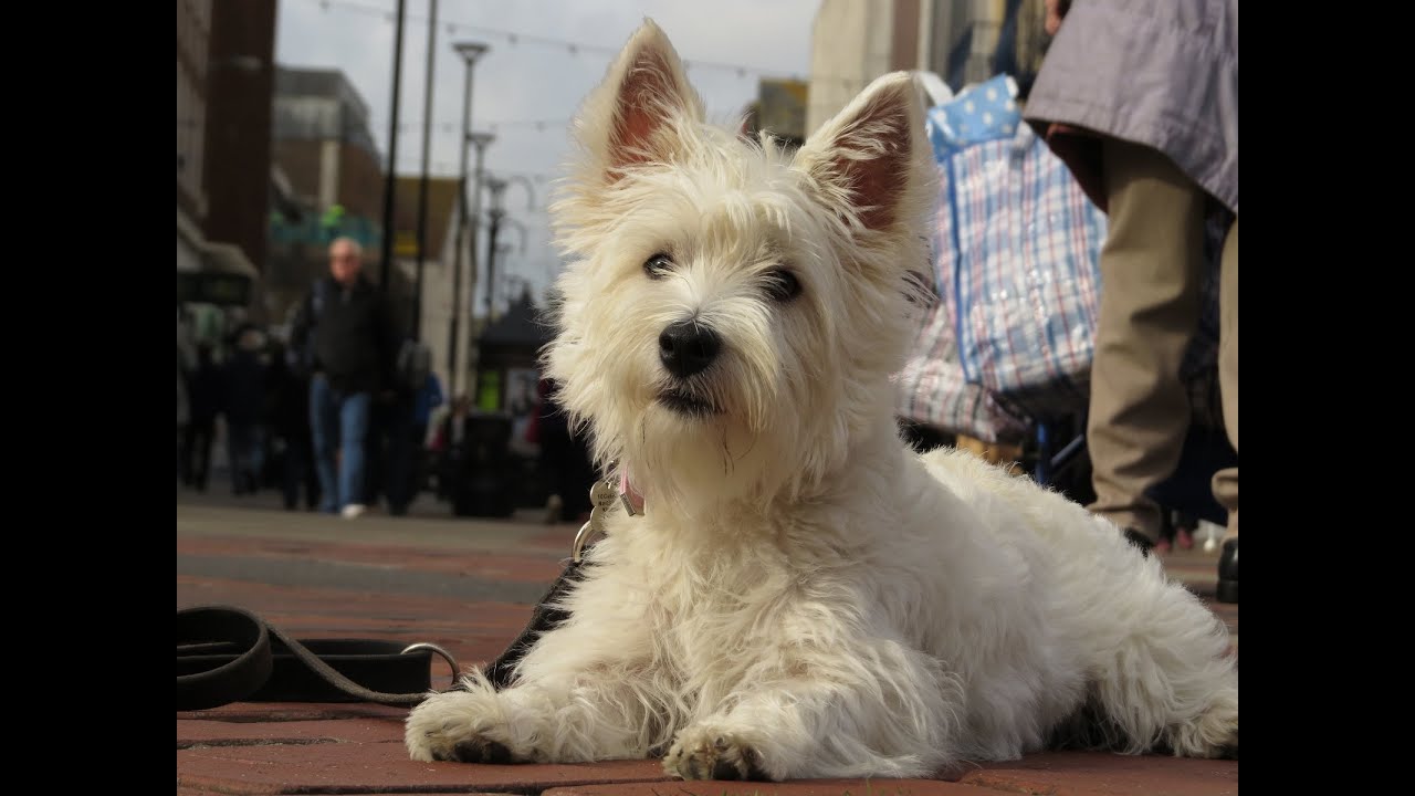Poppy - Westie Puppy - 3 Week Residential Dog Training at Adolescent Dogs