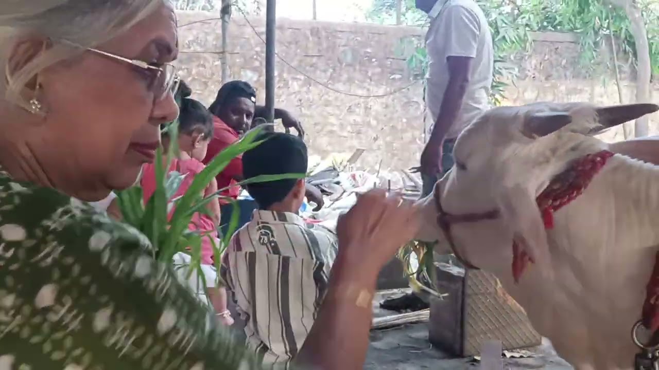 Gau seva 