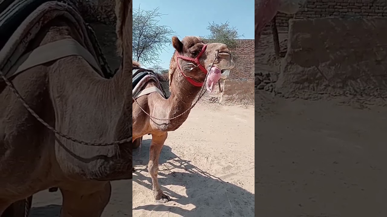 danger camel 🐫 #new #viral #trending #best #popular #2023 #video