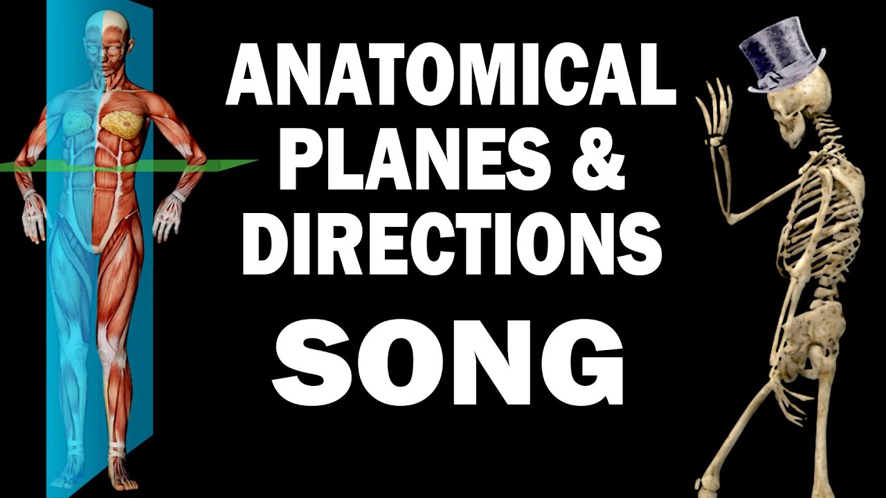 ANATOMICAL PLANES AND DIRECTIONS SONG
