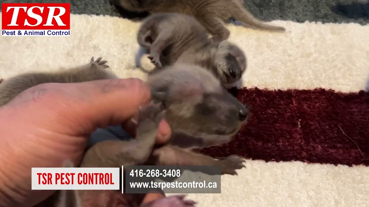 Raccoon family removal from a chimney. Toronto wildlife removal