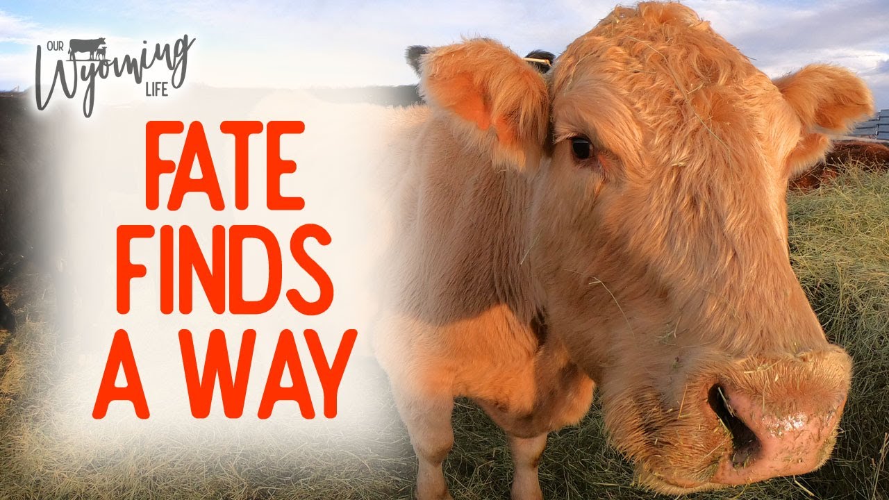 Why A Cow Doesn't Get Pregnant