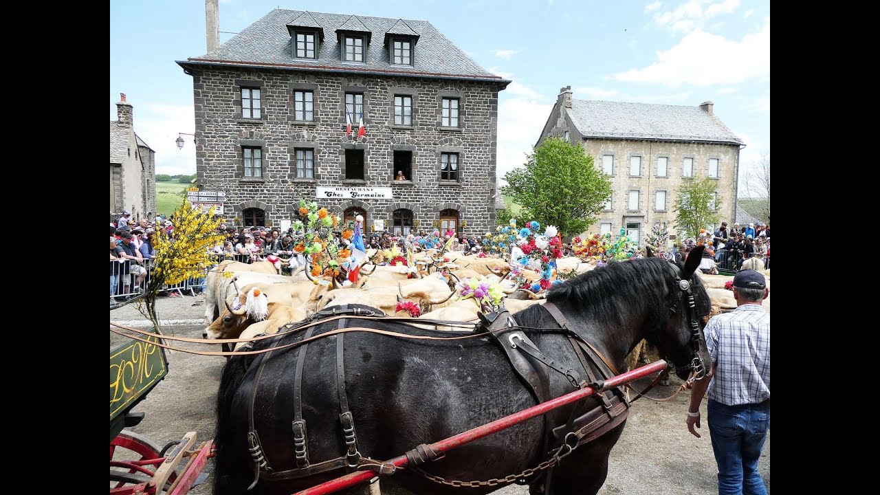 la journée de transhumance à Aubrac du 26 Mai 2024