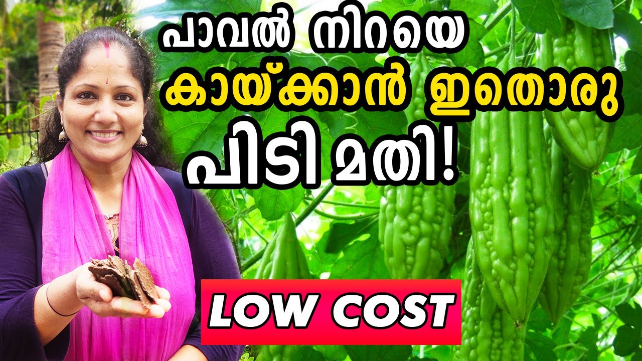 പാവൽ നിറയെ കായ്ക്കാൻ ഇതൊരു പിടി മതി! | Paval krishi/Bitter Gourd fertilizer and tips Malayalam