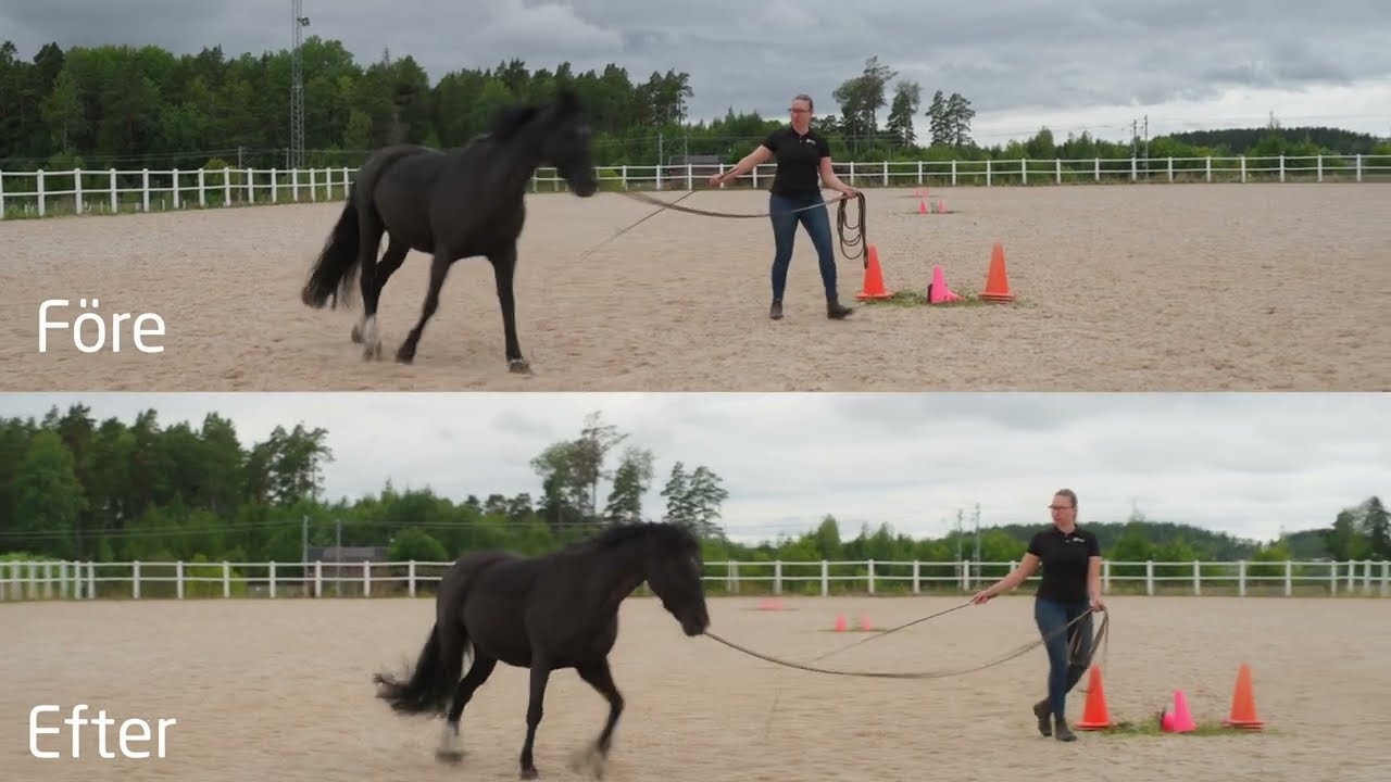 Bli certifierad Equine Fascia Specialist