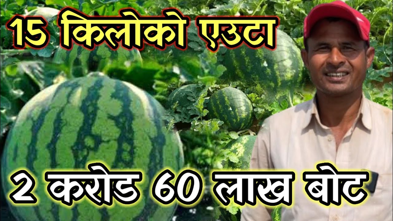 2 करोड 60 लाख खरबुजा लागाएका किसानले 15 किलो का दाना फलाउछन!