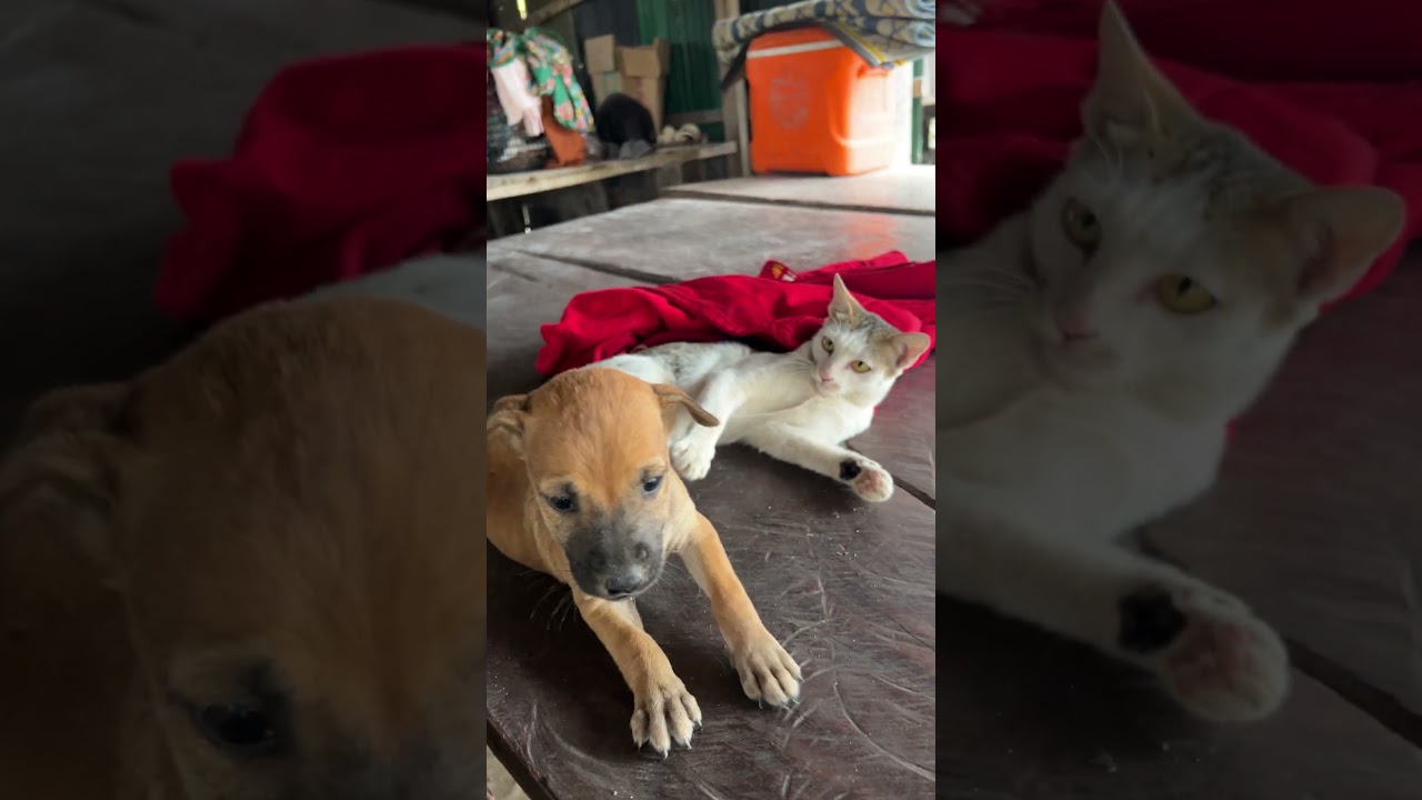 cat and dog fight🐶🐱#shorts #dog #cat #anmals #cute #dog #doglover #catlover