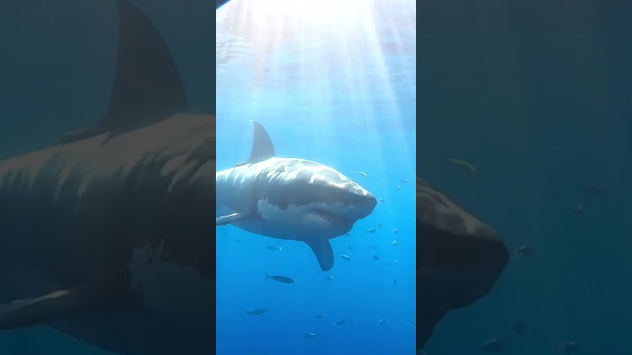 Real life JAWS‼️ #shark #sharks #greatwhite #sharkweek #sharkfamily #jaws #ocean #giant #shorts