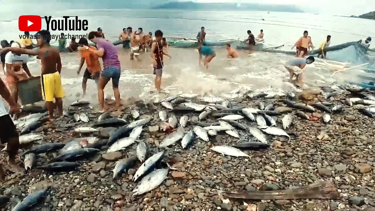 Jaring ikan di pantai, dapat banyak ikan cakalang