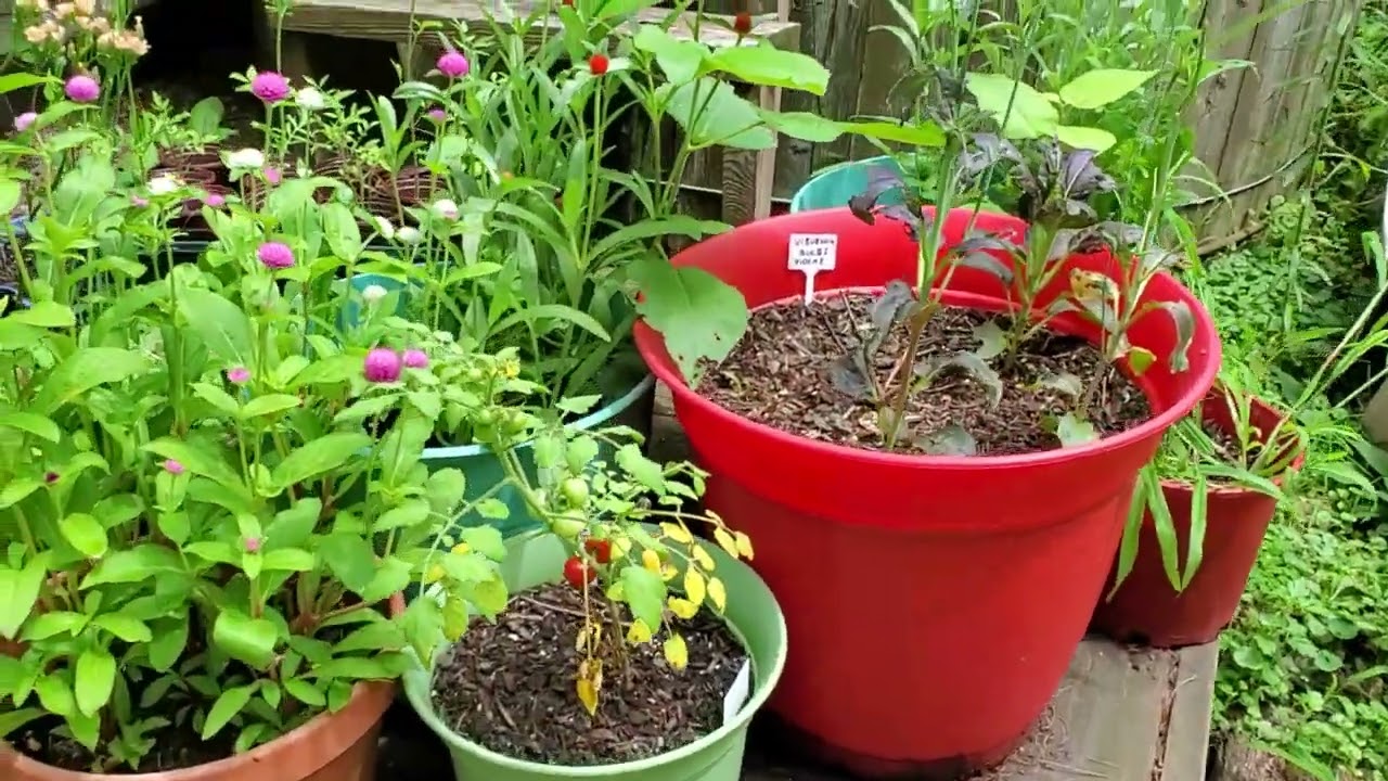 3 Points to the Weeds: Mid-Summer Day's Nightmare #gardening #growyourown #summercrops