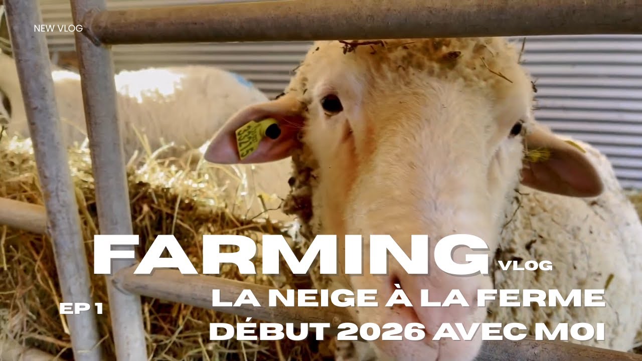 La neige s'invite à la ferme - Début 2026 avec moi