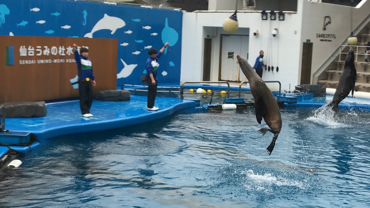 仙台うみの杜水族館スタジアムライブ230219@仙台うみの杜水族館